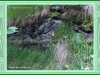 brunt_08