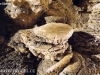 grotta-gigante-35
