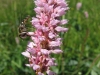 kh-099_rdesno-hadi-koren