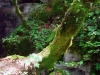 04_mostnica