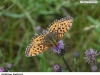 0107_perlet-kopr_botic