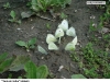 0108_belasci_botic