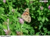 0110_baboc-bod_kozinec