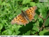 0111_babocka-c_kozinec