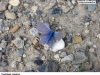 0114_modra-jetel_kozinec