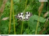 0115_okac-boj_kozinec
