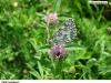 0116_okac-boj_kozinec