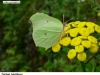 0223_zlut-rese_kana