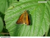 0434_soumrac-rez_krus