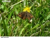 0437_okac-stin_krus
