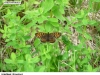 0441_hnedas-jit_krus