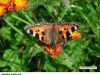 0445_baboc-kopr_krus