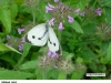 0448_belas-zel_krus