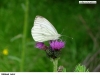 0449_belas-zel_krus