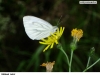 0451_belas-zel_krus