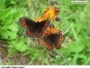 0452_okaci_krus