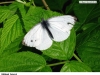 0453_belas-rep_krus