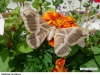 0759_martin-hrus_troja