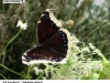 0761_baboc-osi_troja