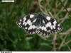0971_okac-boj_kozinec