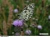 0972_okac-boj_kozinec