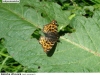 1073_baboc-sitk_vrbcany