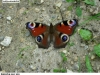 1175_baboc-pavi_jiz
