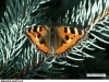 1176_baboc-kopr_jiz