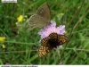 1586_hned-jitr-okac-pros_sedl