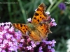 1589_babocka-c