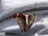 1593_batolec