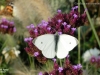 1594_belasek