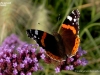 1595_babocka-adm