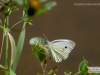 1599_belasek