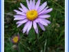 fraele_058