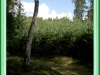rakov_35
