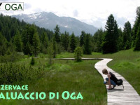 Paluaccio_01