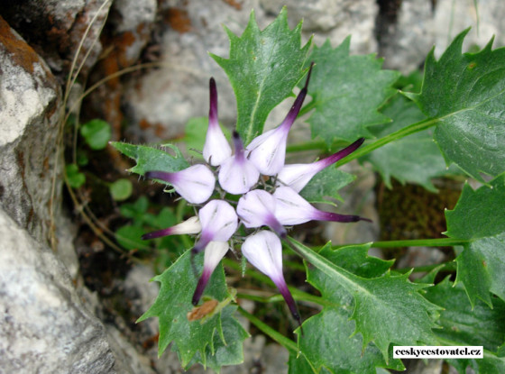 Monte Baldo_12