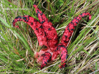 anthurus archeri_02