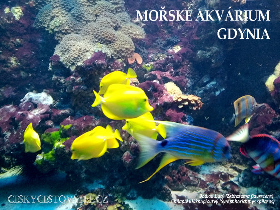 akvariumgdynia-01